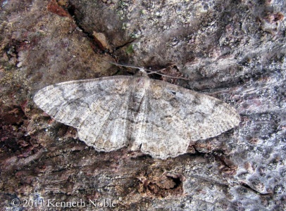 mottled beauty (Alcis repandata) Kenneth Noble